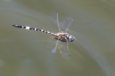 Superb Emerald