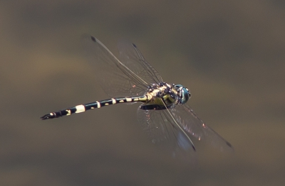 Australian Emerald