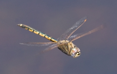 Hemicordulia tau