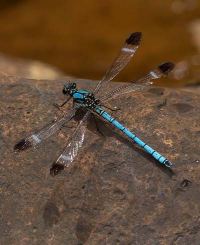 Diphlebia lestoides
