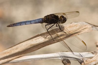 Crocothemis nigrifrons