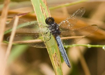 Agrionoptera insignis allogenes