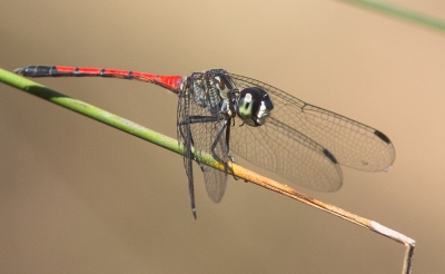 Agrionoptera insignis allogenes
