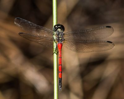 Austroaeschna pulchra