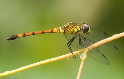 Austroaeschna pulchra