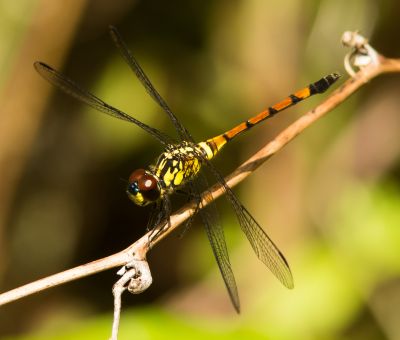 Austroaeschna pulchra