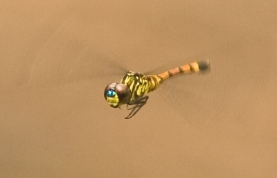 Agrionoptera insignis allogenes