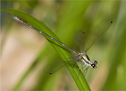 Common Flatwing