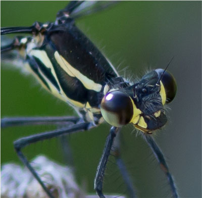 Common Flatwing