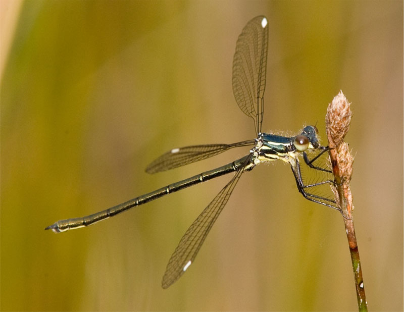 Griseargiolestes eboracus