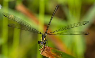 Griseargiolestes fontanus