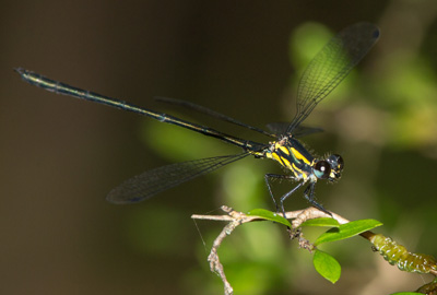 Griseargiolestes fontanus