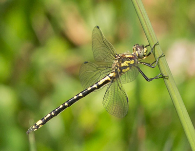 Eusynthemis virgula