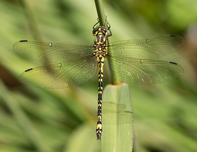 Eusynthemis virgula