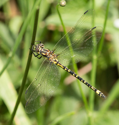 Eusynthemis virgula