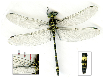 Eusynthemis brevistyla