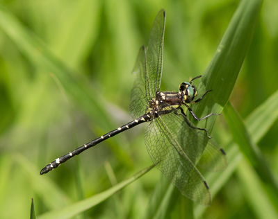 Eusynthemis brevistyla