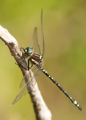Eusynthemis brevistyla