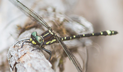 Eusynthemis brevistyla