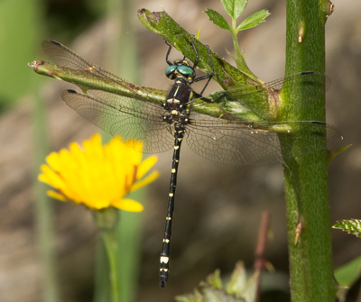 Eusynthemis brevistyla