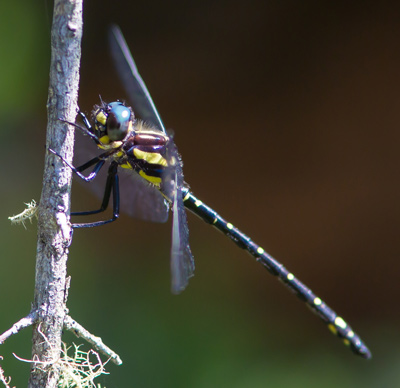 Eusynthemis aurolineata