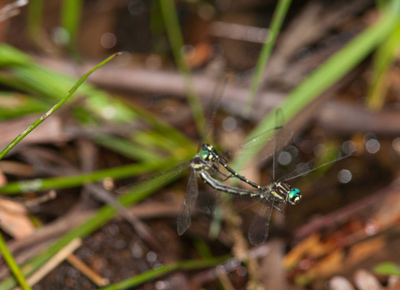 Eusynthemis aurolineata