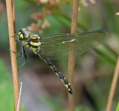 Eusynthemis aurolineata