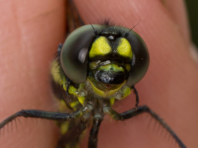Eusynthemis aurolineata