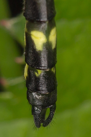 Eusynthemis aurolineata