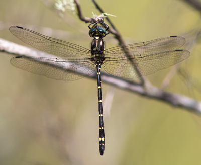 Eusynthemis aurolineata