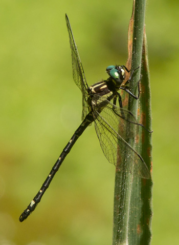Eusynthemis aurolineata