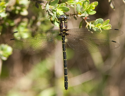 Eusynthemis aurolineata
