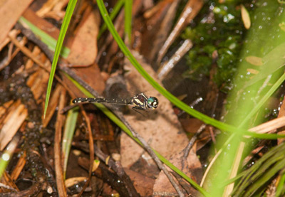 Eusynthemis aurolineata