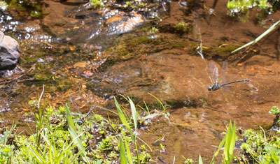 Eusynthemis aurolineata