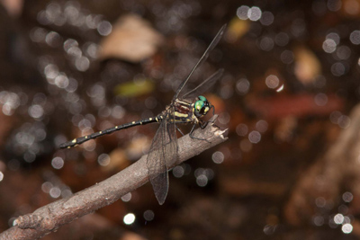Eusynthemis aurolineata