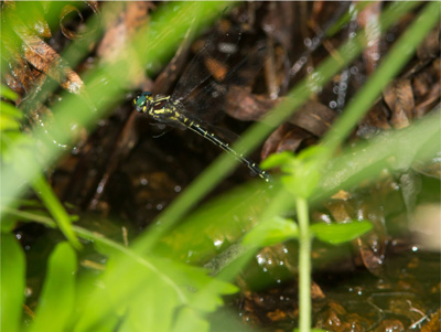 Eusynthemis aurolineata