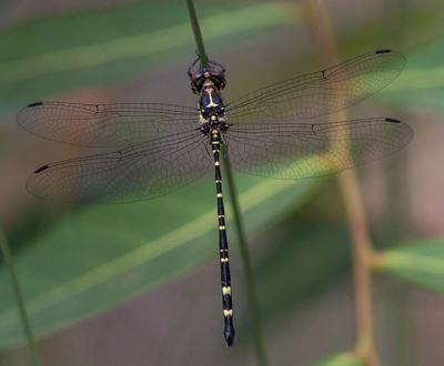 Eusynthemis nigra