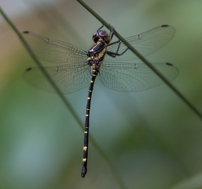 Eusynthemis nigra