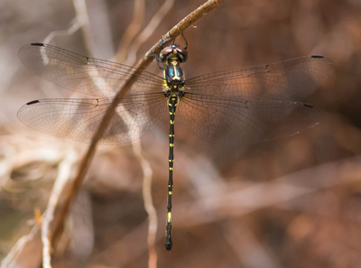 Eusynthemis nigra