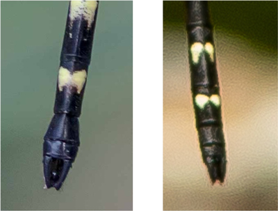 Eusynthemis nigra