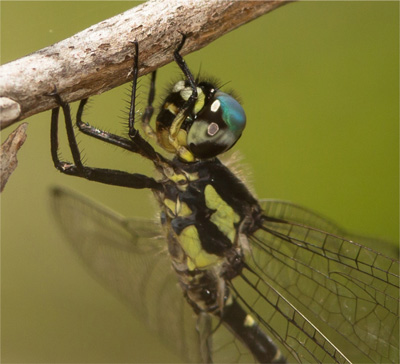 Eusynthemis nigra