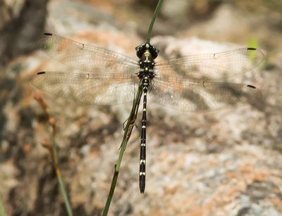 Eusynthemis nigra