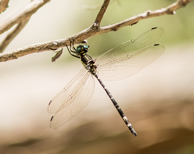Eusynthemis nigra