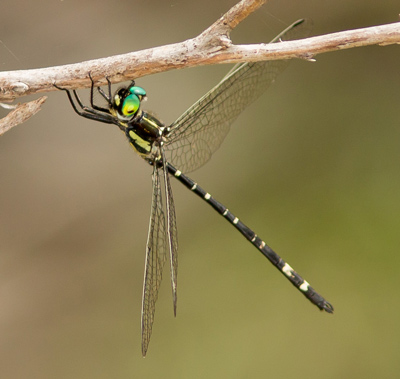 Eusynthemis nigra
