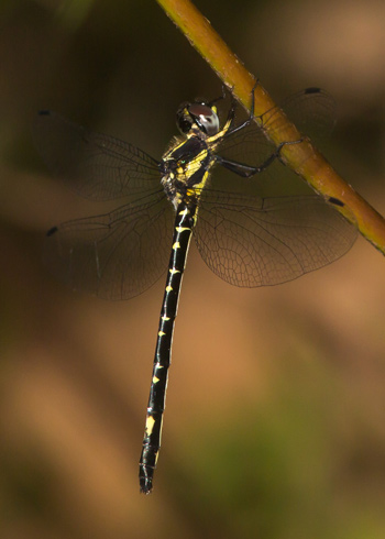 Eusynthemis nigra
