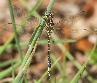 Synthemis eustalacta