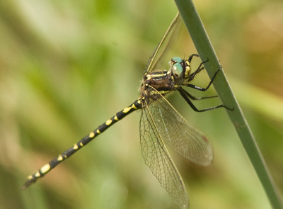 Synthemis eustalacta