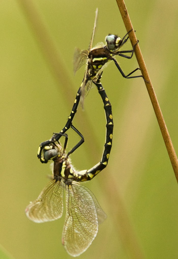 Synthemis eustalacta