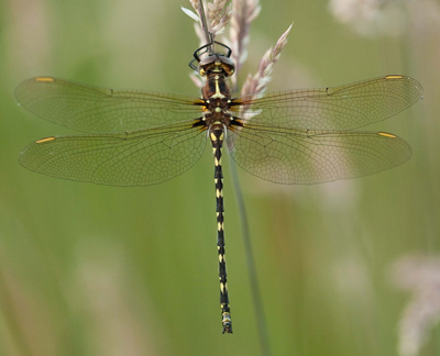 Synthemis eustalacta