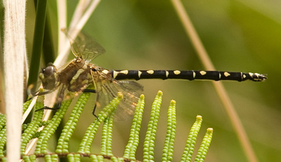 Synthemis eustalacta